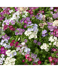 Phlox annuel Sugar Stars