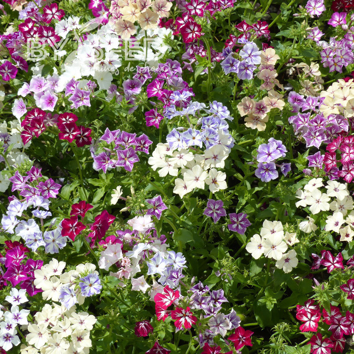 Phlox annuel Starry Eyes