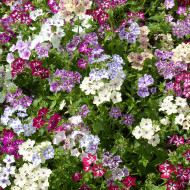 Phlox annuel Starry Eyes