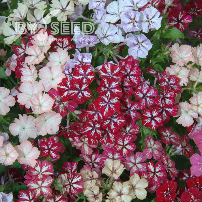 Phlox annuel Starry Eyes
