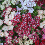 Phlox annuel Starry Eyes