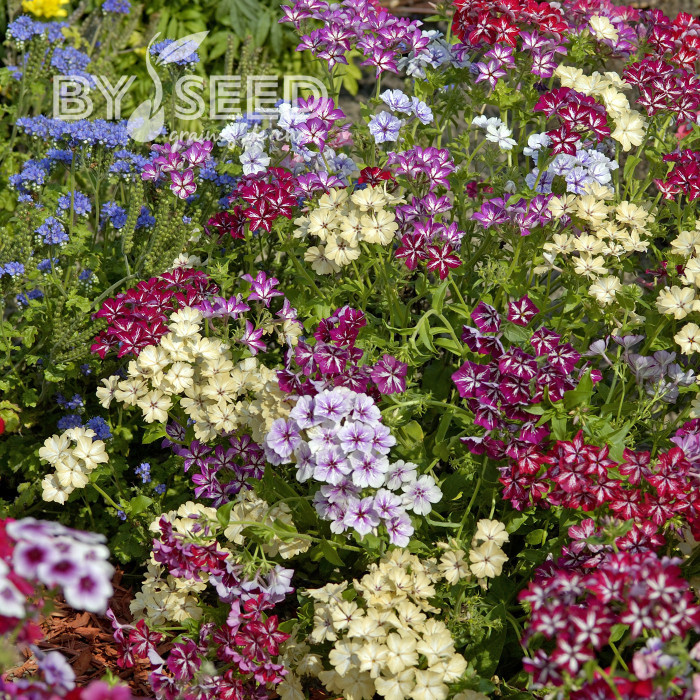 Phlox annuel Starry Eyes