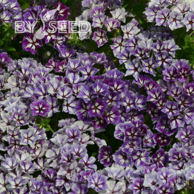 Phlox annuel Sugar Stars