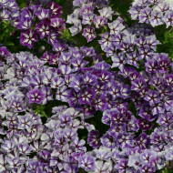 Phlox annuel Sugar Stars