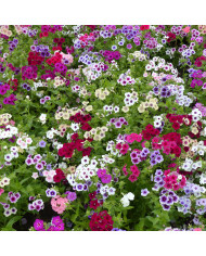 Phlox annuel Sugar Stars