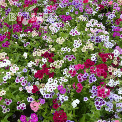 Phlox annuel Tapestry Mix