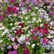 Phlox annuel Tapestry Mix