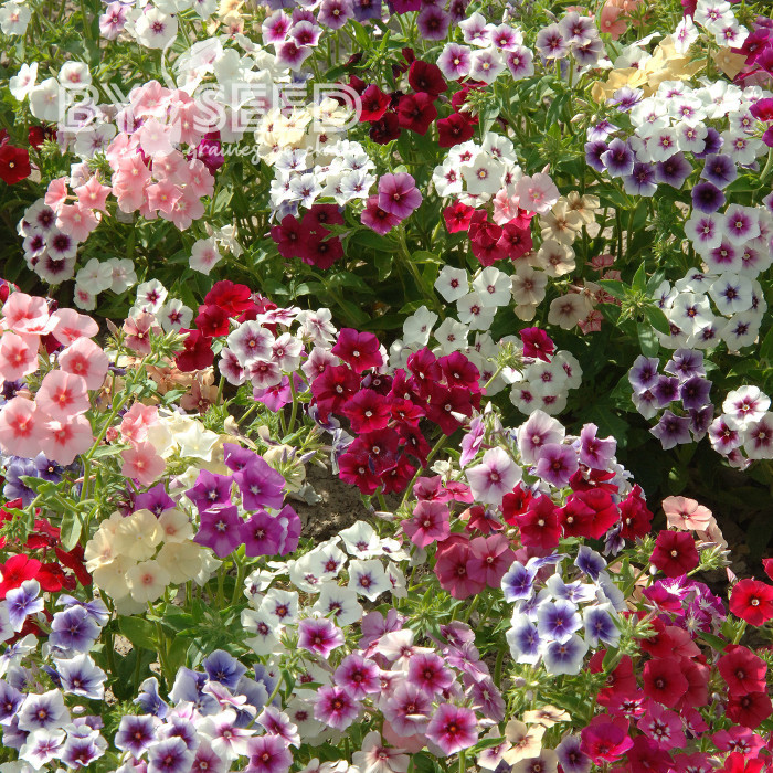 Phlox annuel Tapestry Mix