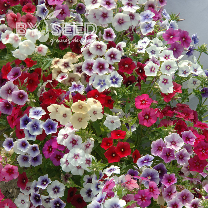 Phlox annuel Tapestry Mix