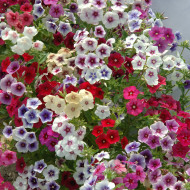 Phlox annuel Tapestry Mix