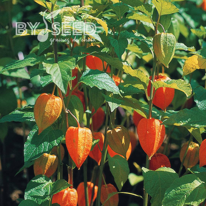 Physalis Amour-en-Cage - Alkékenge