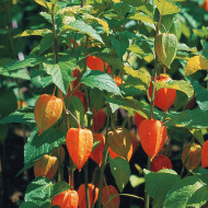 Physalis Amour-en-Cage - Alkékenge
