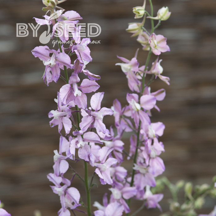 Pied d'alouette annuel Fancy Belladonna