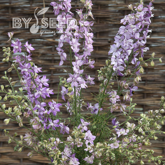Pied d'alouette annuel Fancy Belladonna