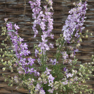 Pied d'alouette annuel Fancy Belladonna