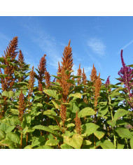 Amarante Pygmy Torch (Flèche rouge)
