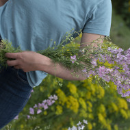 Pied d'alouette annuel Fancy Belladonna