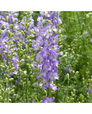 Pied d'alouette annuel Imperial QIS® Formula Mix