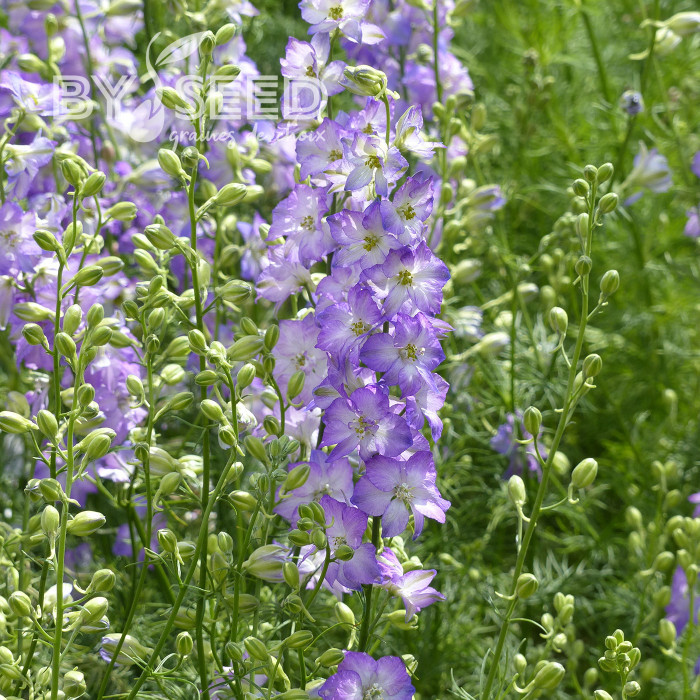 Pied d'alouette annuel Fancy Purple Picotee