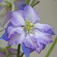Pied d'alouette annuel Fancy Purple Picotee