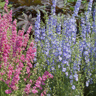 Pied d'alouette annuel Fancy Purple Picotee