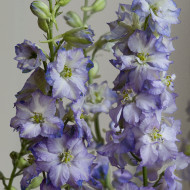 Pied d'alouette annuel Fancy Purple Picotee