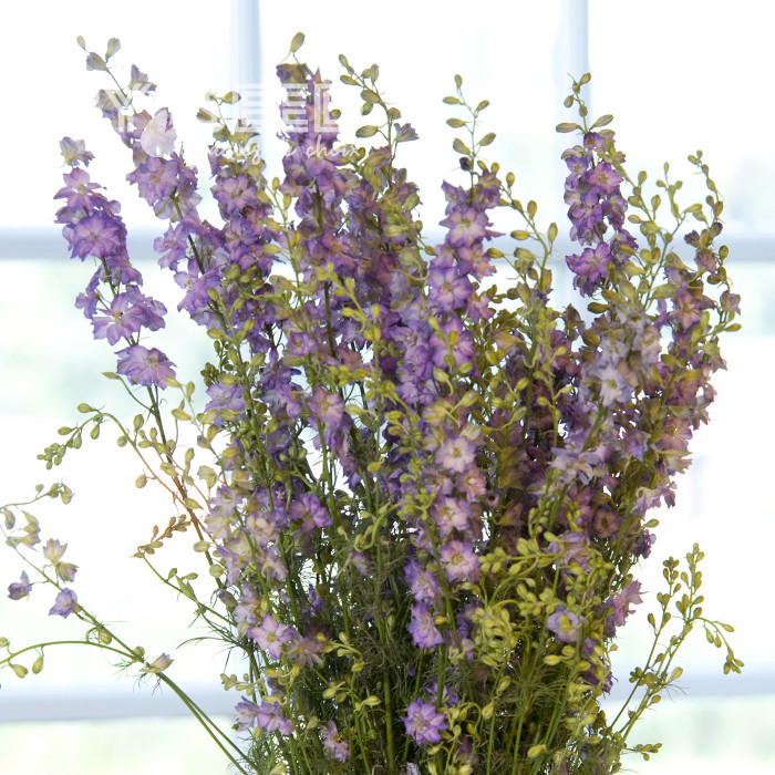 Pied d'alouette annuel Fancy Purple Picotee