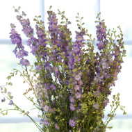 Pied d'alouette annuel Fancy Purple Picotee