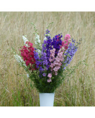 Pied d'alouette annuel Fancy Purple Picotee