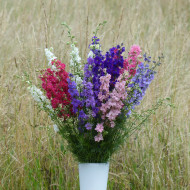 Pied d'alouette annuel Imperial QIS® Formula Mix
