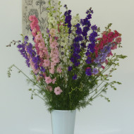 Pied d'alouette annuel Imperial QIS® Formula Mix