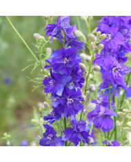 Pied d'alouette annuel Imperial QIS® Formula Mix