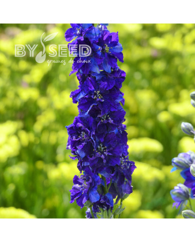 Pied d'alouette annuel Imperial QIS® Dark Blue