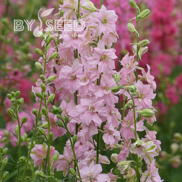 Pied d'alouette annuel Imperial QIS® Light Pink