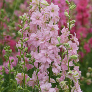 Pied d'alouette annuel Imperial QIS® Light Pink