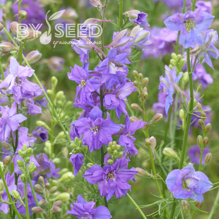 Pied d'alouette annuel Imperial QIS® Lilac