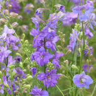 Pied d'alouette annuel Imperial QIS® Lilac