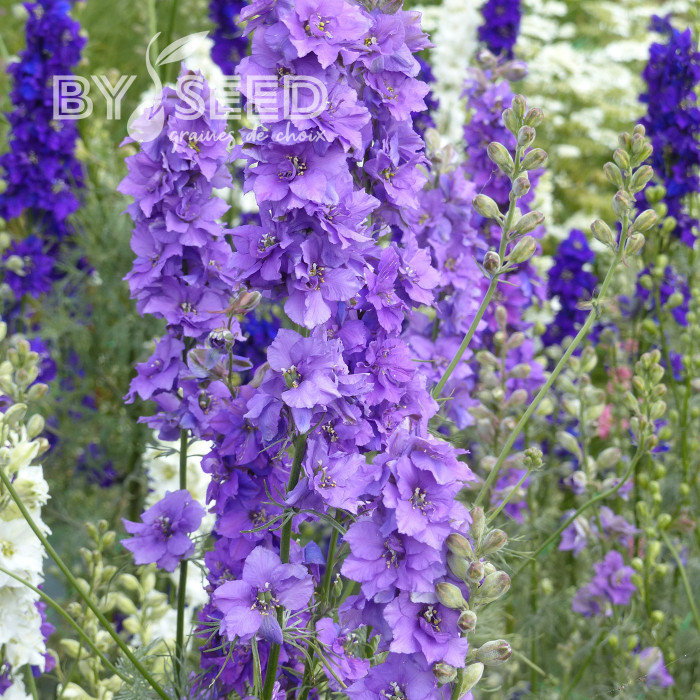 Pied d'alouette annuel Imperial QIS® Lilac