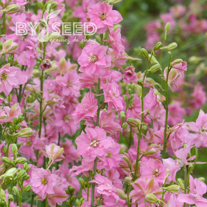 Pied d'alouette annuel Imperial QIS® Rose