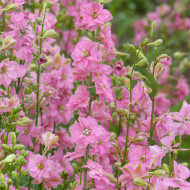 Pied d'alouette annuel Imperial QIS® Rose