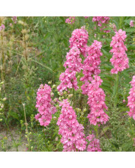Pied d'alouette annuel Imperial QIS® Rose