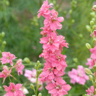 Pied d'alouette annuel Imperial QIS® Salmon Pink