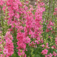 Pied d'alouette annuel Imperial QIS® Salmon Pink