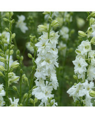 Pied d'alouette annuel Misty Lavender