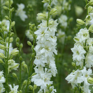 Pied d'alouette annuel Imperial QIS® White