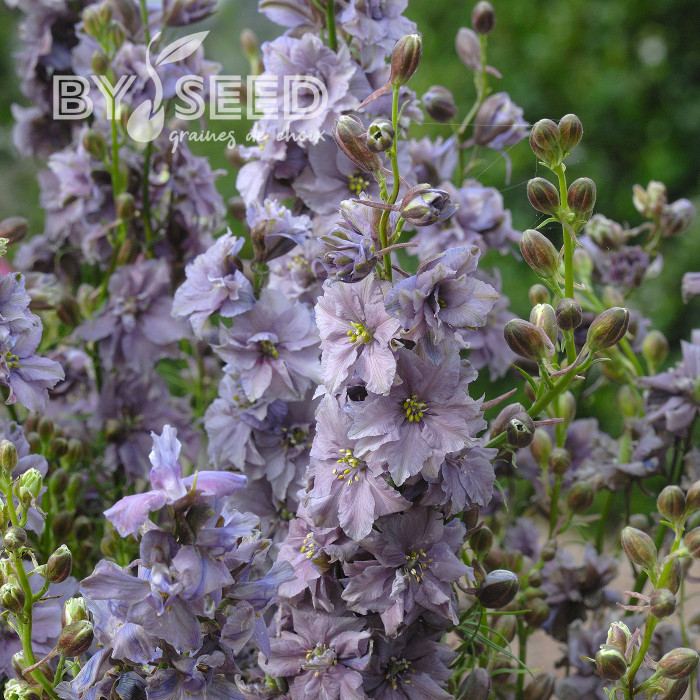 Pied d'alouette annuel Misty Lavender