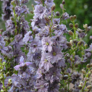 Pied d'alouette annuel Misty Lavender