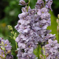 Pied d'alouette annuel Misty Lavender
