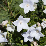 Platycodon ou Fleur-Ballon Florist White