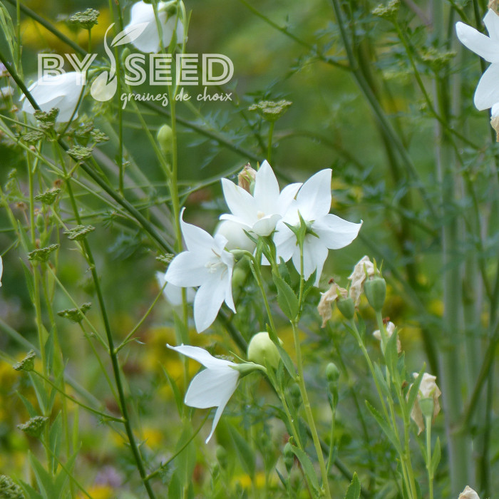 Platycodon ou Fleur-Ballon Florist White